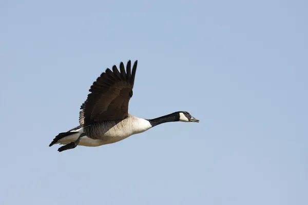 Canada Goose (branta canadensis) in volo — Foto Stock