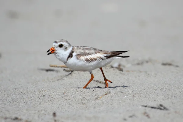 Endangered Piping Plover (Charadrius melodus) — Stock Photo, Image
