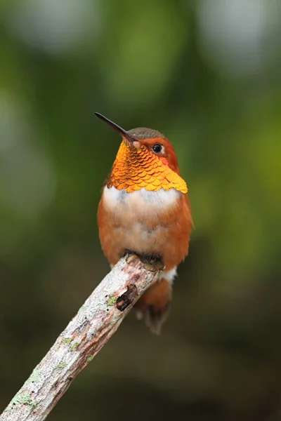 Rufous Hummingbird (Selasphorus rufus) ) — kuvapankkivalokuva