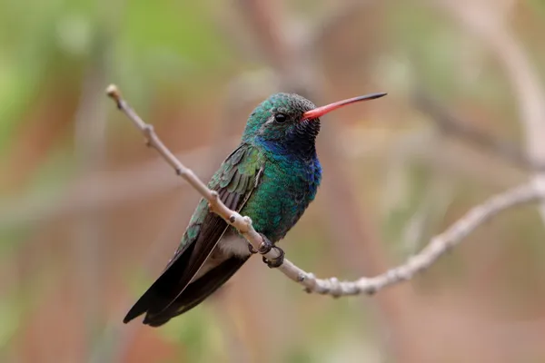 Bred fakturerad kolibri (cynanthus latirostris)) — Stockfoto