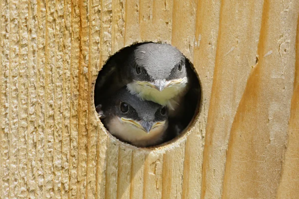 Baby ptaki w domu ptak — Zdjęcie stockowe