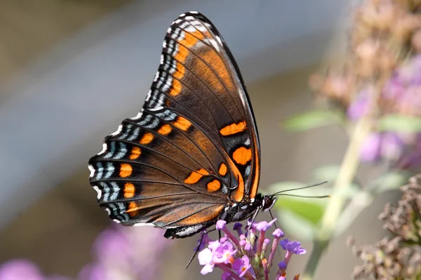 Zauważony czerwony fioletowy motyl (Limenitis arthemis) — Zdjęcie stockowe