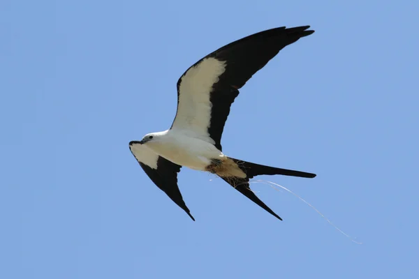 Swallow-tailed Kite — Φωτογραφία Αρχείου