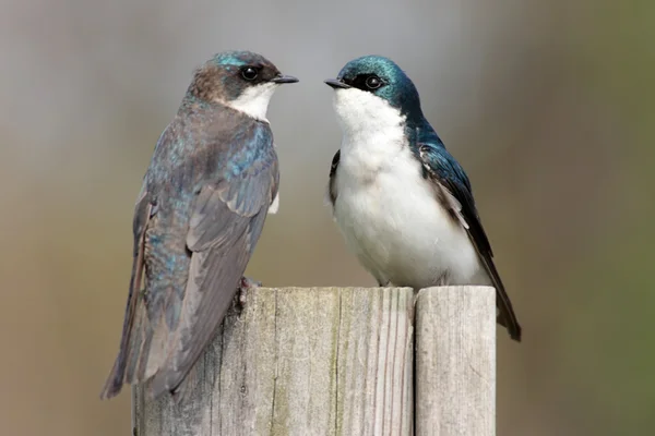 Pair of Tree Swallows on a stump — Stock Photo, Image
