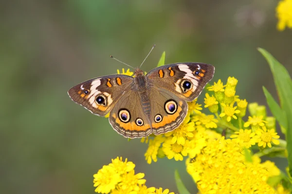 Comune Buckeye Butterfly (Junonia coenia ) — Foto Stock