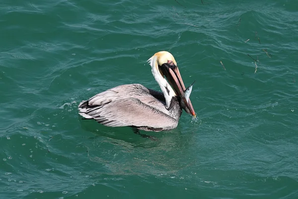 Brown Pelican pesca nel Golfo — Foto Stock