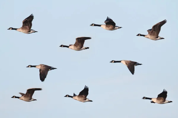 Kanada Goose (branta canadensis) repülés közben — Stock Fotó