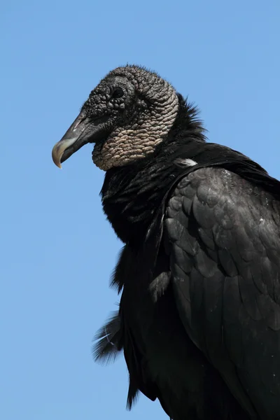 Avvoltoio nero arroccato — Foto Stock