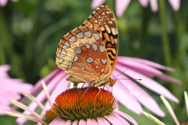 Gran Mariposa Fritillaria Lentejuelas — Foto de Stock