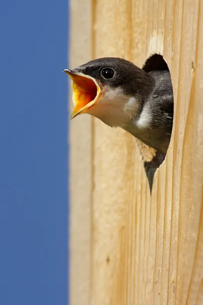 Baby vogel in een vogel huis — Stockfoto