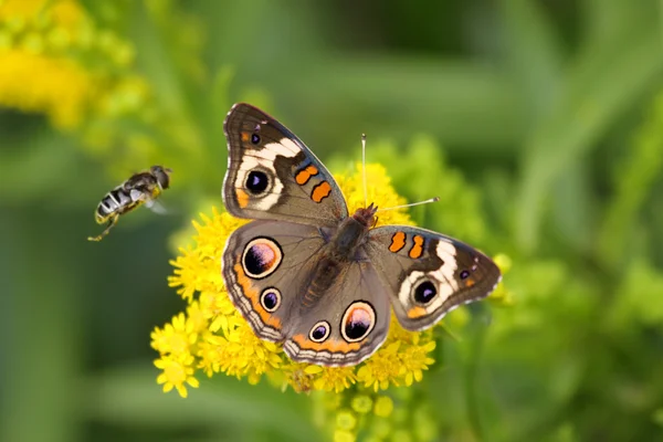 Común Buckeye mariposa y abeja — Foto de Stock