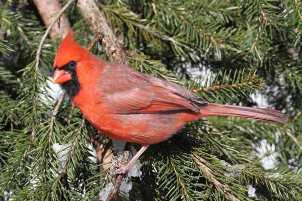 Cardinal On A Perch in Snow — Stock Photo, Image