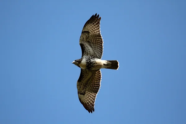 Red - tailed hawk — Stockfoto