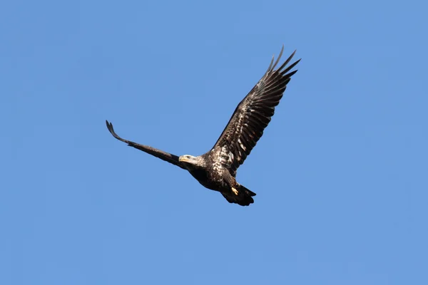 Sub volwassen Bald Eagle (haliaeetus leucocephalus) — Stockfoto