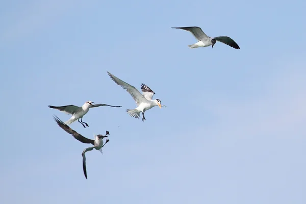 Endangered Royal Tern (Sterna maxima) — Stock Photo, Image