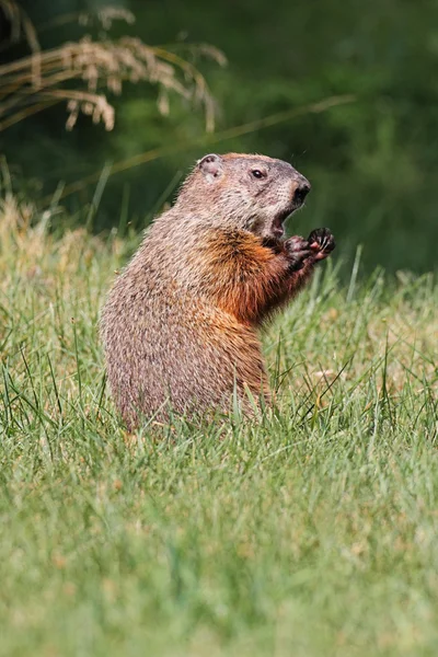 Groundhog (Marmota monax) — Φωτογραφία Αρχείου