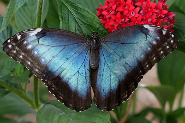 Blå morfin fjäril — Stockfoto