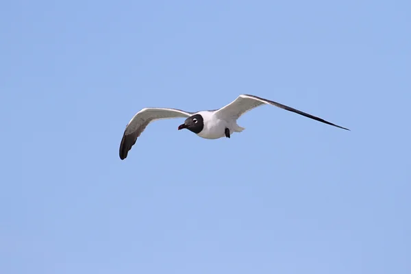 Laughing Gull By The Ocean — Stock Photo, Image