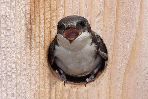 Boom swallow in een vogel huis — Stockfoto