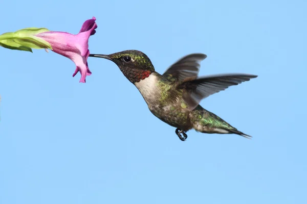 Manlig Ruby - Vitstrupig Hummingbird (archilochus colubris) — Stockfoto