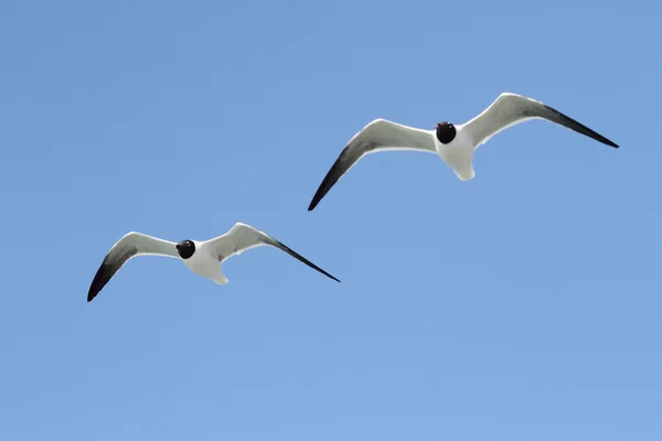 Laughing Gulls By The Ocean — Stock Photo, Image