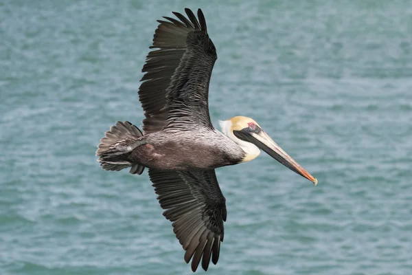 Bruine pelikaan tijdens de vlucht — Stockfoto