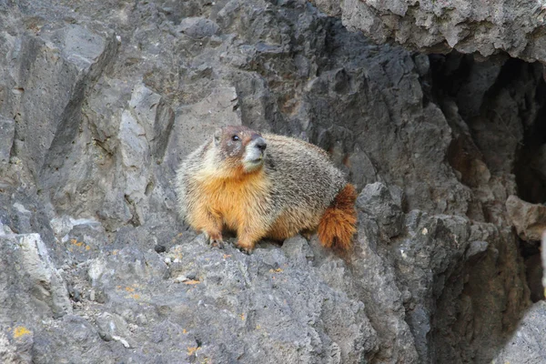 Marmota de barriga amarela (marmota flaviventris) — Fotografia de Stock