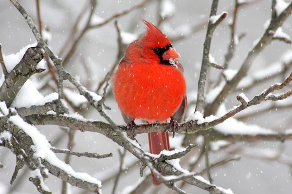 Kardinal karda — Stok fotoğraf