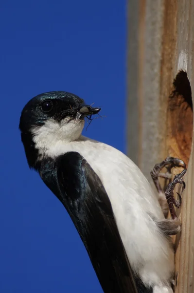 Tree Swallow With Insects — Stock Photo, Image