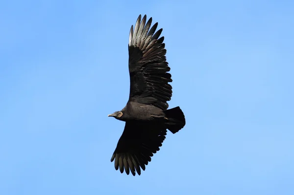 Zwarte gier tijdens de vlucht — Stockfoto