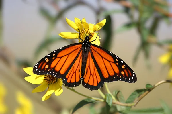 Borboleta monarca (danaus plexippus) na primavera — Fotografia de Stock