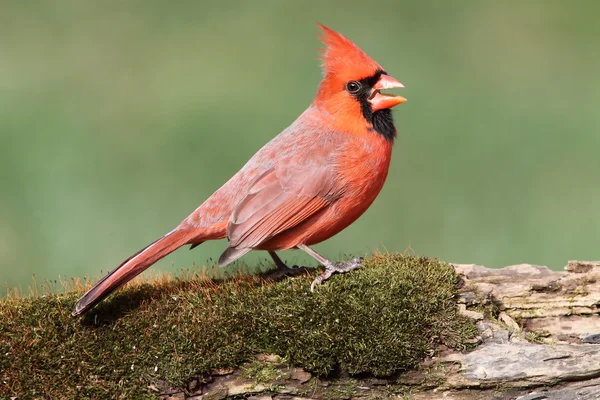 Cardinal On A Perch with Moss — Stock Photo, Image