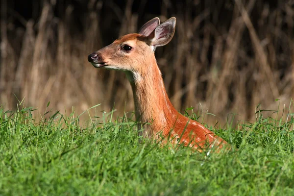オジロジカ子鹿 — ストック写真