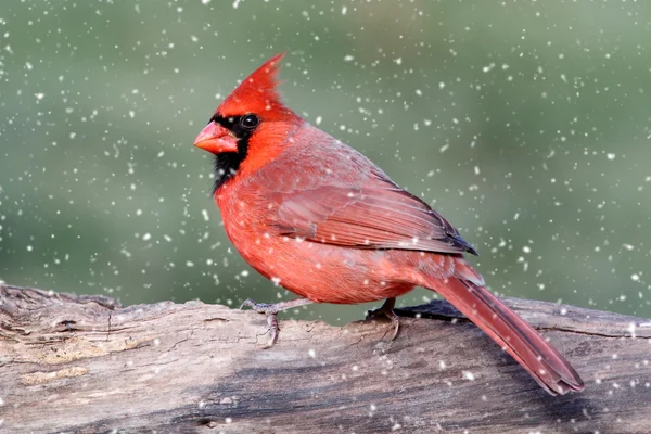 Cardinal In A Snow Storm — Stock Photo, Image