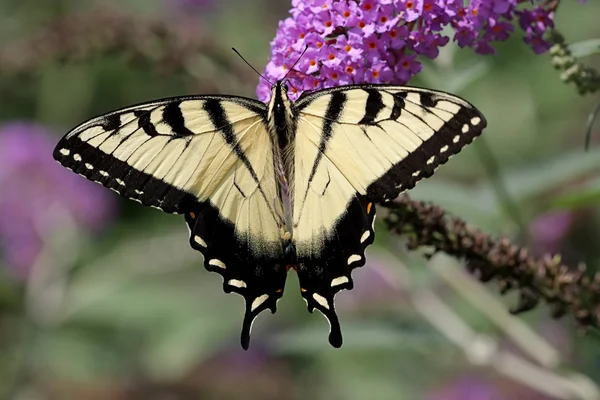 Tiger Swallowtail (papilio glaucas) fjäril — Stockfoto