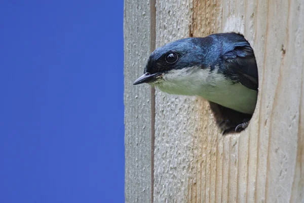Tree Swallow In a Bird House — Stock Photo, Image