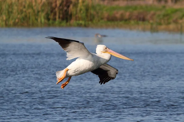 Amerikaanse witte pelikaan — Stockfoto