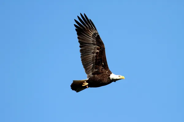 Bald Eagle (haliaeetus leucocephalus) — Stock Photo, Image