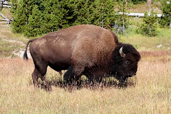 Amerikai bölény (Buffalo) — Stock Fotó