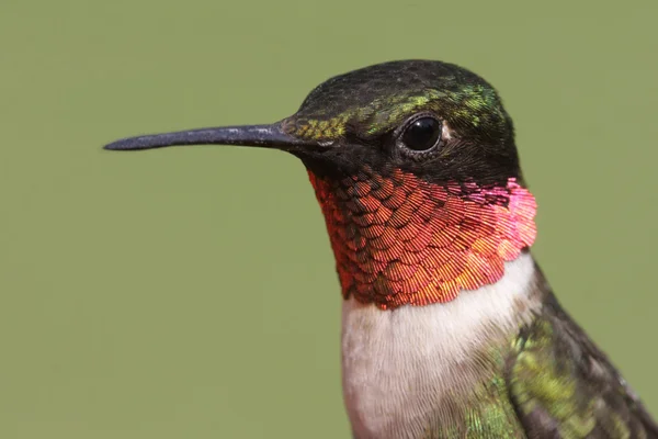 红宝石-throated 蜂鸟 — 图库照片