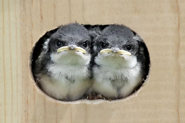 Πουλιά μωρών σε ένα σπίτι πουλιών — Φωτογραφία Αρχείου