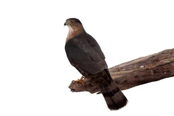 Hawk isolerad på vit — Stockfoto
