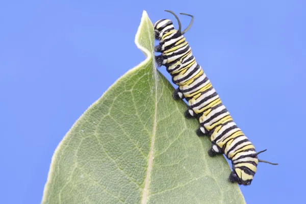 モナーク蝶の幼虫 (オオカバマダラ) — ストック写真