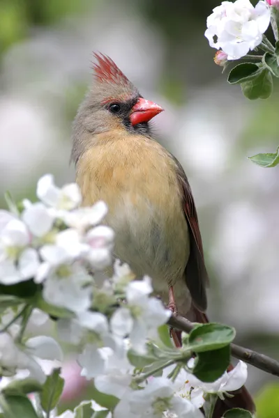 Θηλυκό βόρειου καρδιναλίου (cardinalis cardinalis) — Φωτογραφία Αρχείου