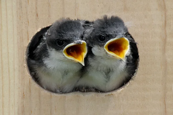 Pássaros em uma casa de pássaros — Fotografia de Stock