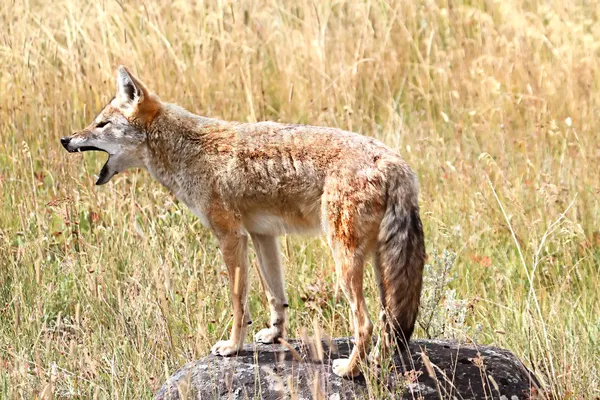Coyote occidental aullando — Foto de Stock