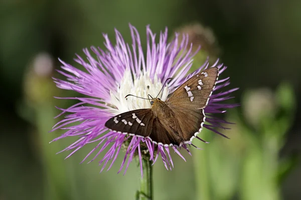 Farfalla con punta di fuoco opaca su Rothrocks Knapweed — Foto Stock