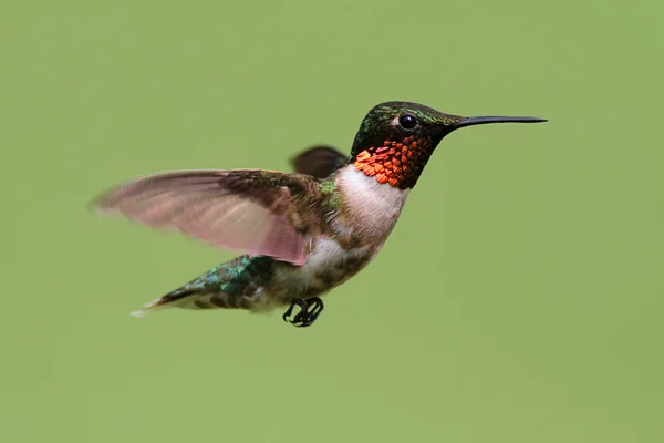 Ruby-throated Hummingbird (archilochus colubris) — Fotografie, imagine de stoc
