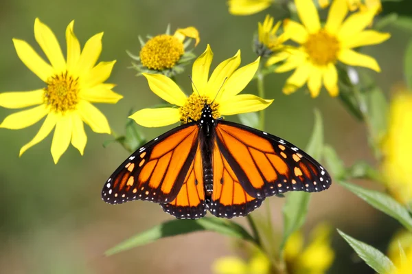 Farfalla monarca (danaus plexippus) su girasoli boschivi — Foto Stock