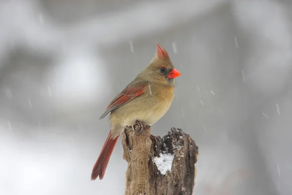 Norte cardenal en nieve — Foto de Stock